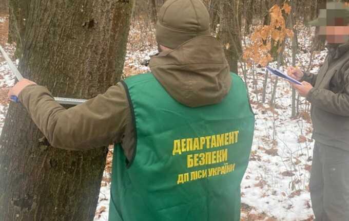 На Житомирщині викрили схему незаконного привласнення лісодеревини: затримано керівника філії ДП "Ліси України" та трьох підлеглих